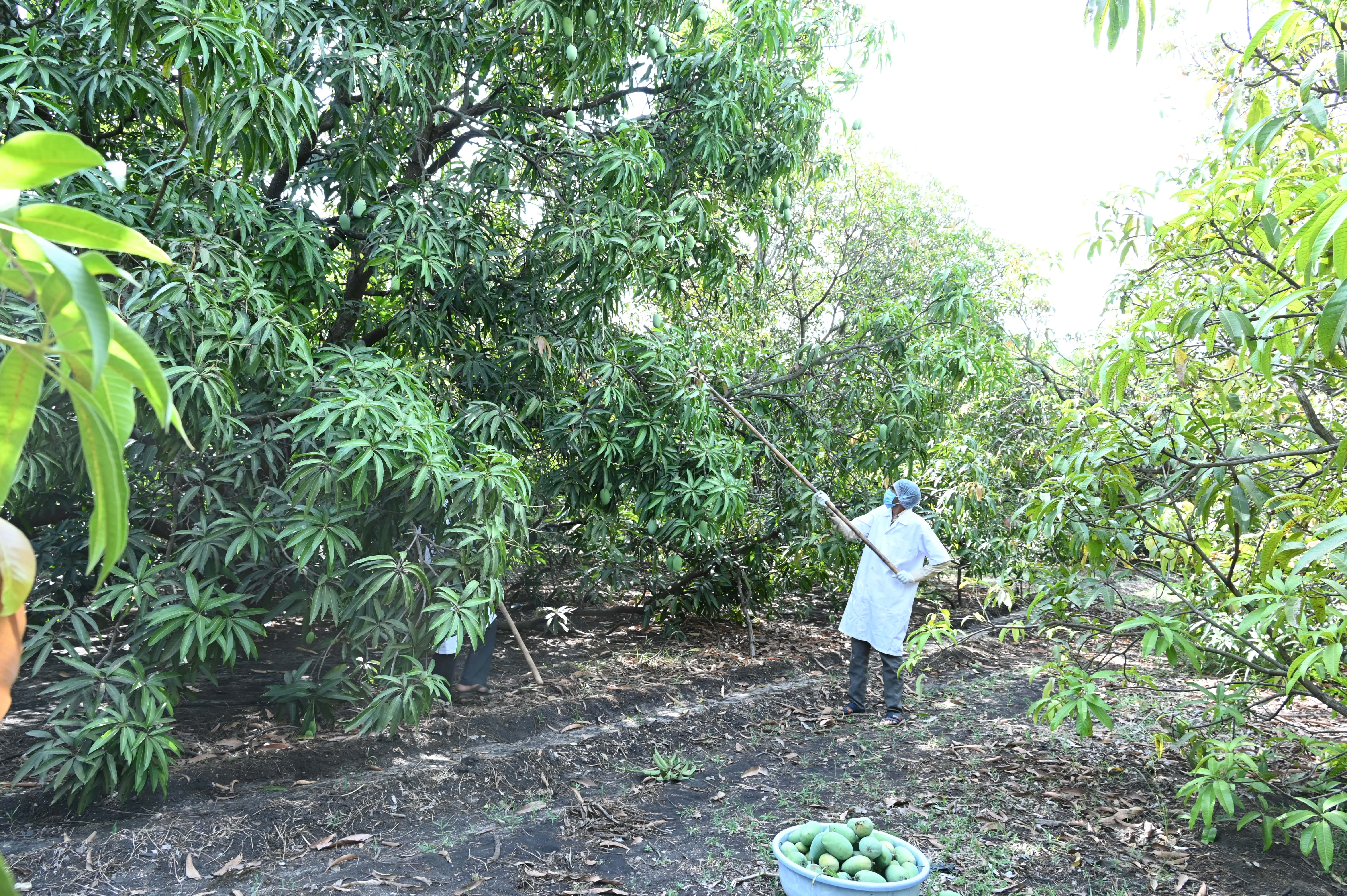 Natural Farming Practices