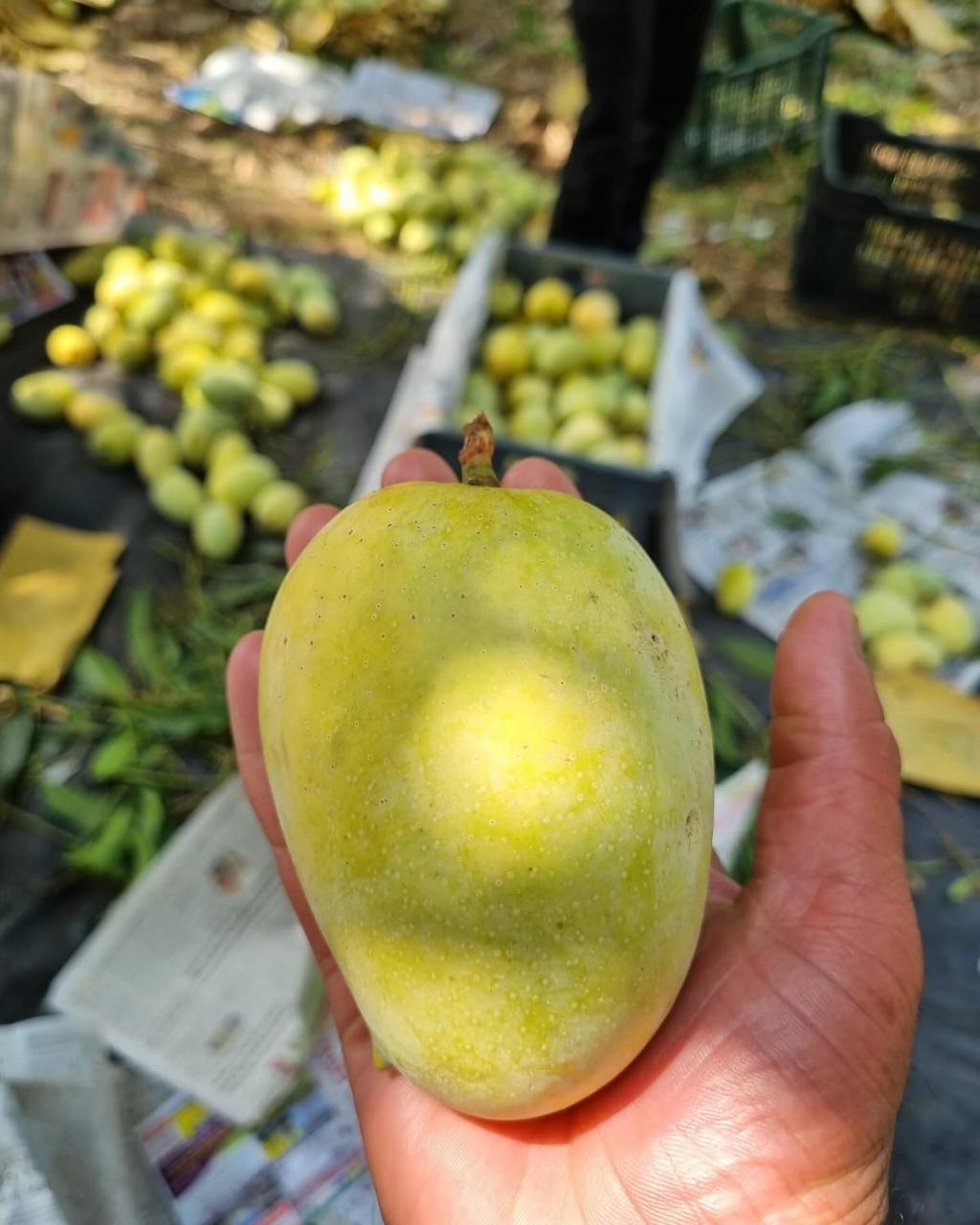 Fresh Kesar Mangoes