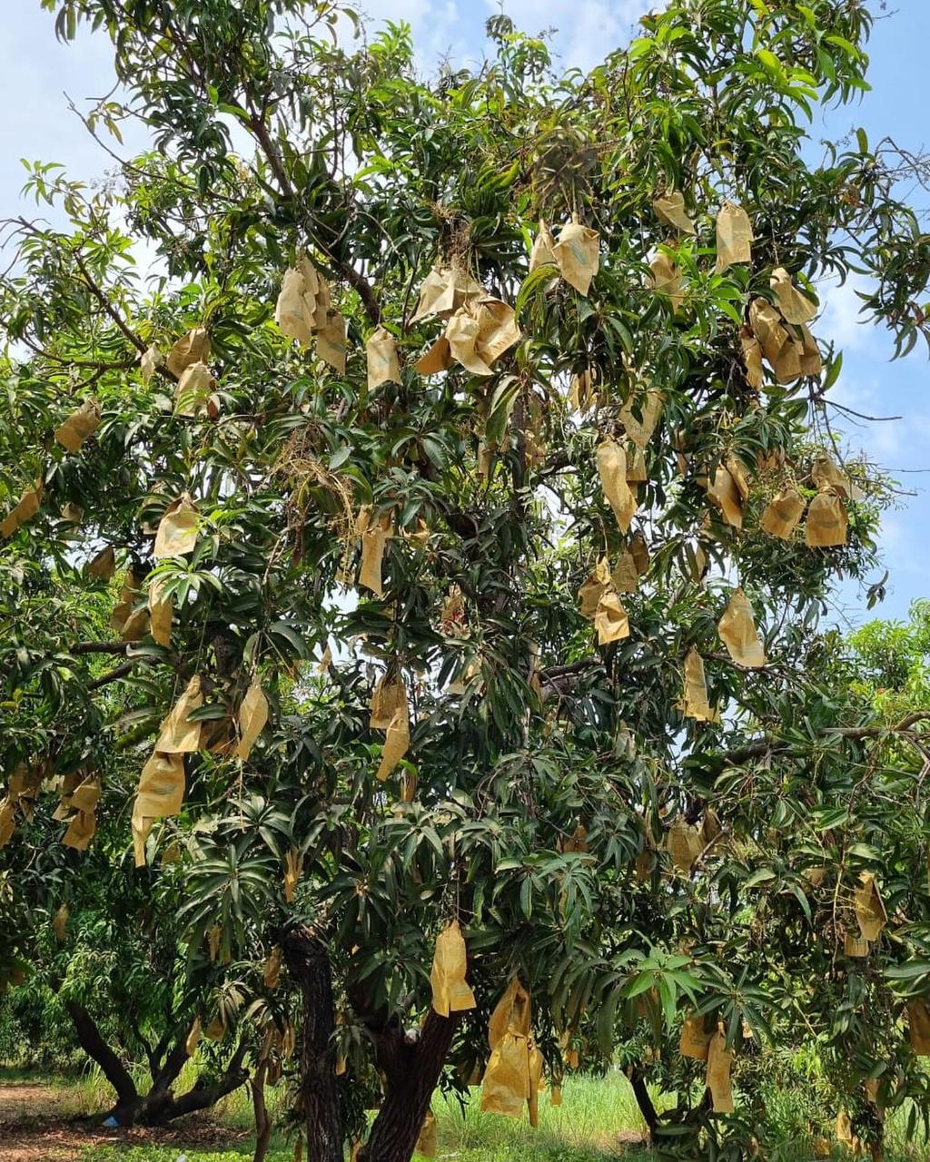 Our Mango Orchards in Full Bloom