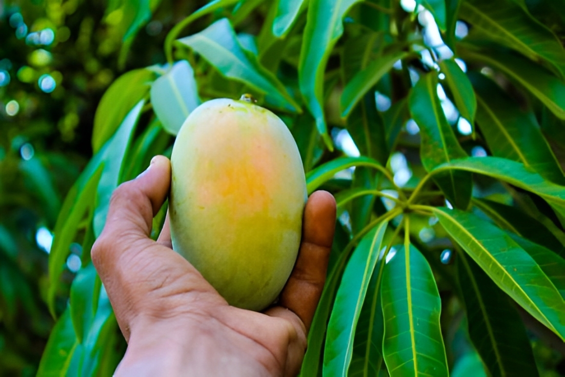 Mango Orchard